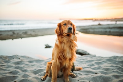 成年狗坐在海边的白色沙滩上